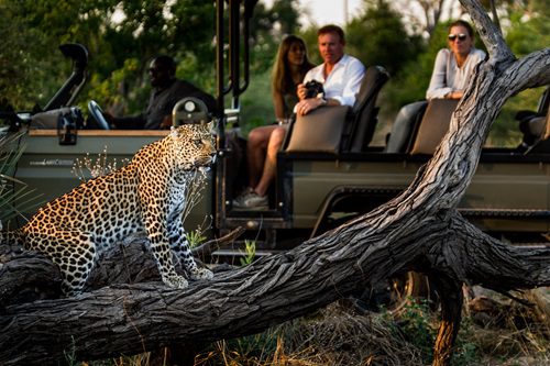 Plan Your Ultimate African Safari with Expert Guidance