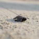 132 Baby Hawksbill Turtles Return to the Wild
