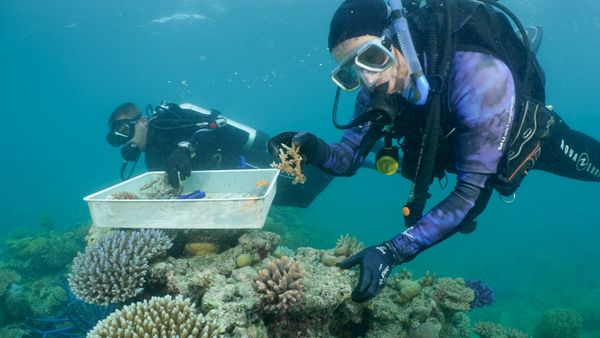 Queensland Unveils ‘Great Things’ Campaign After UNESCO Nod!