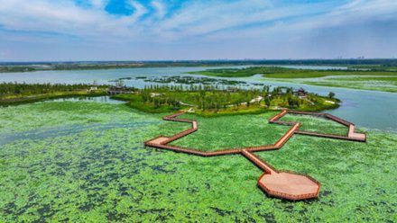 Baiyangdian: Restoring Nature to a Bird Paradise!
