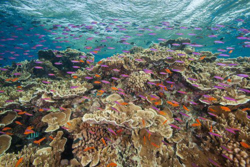 Purple and orange Scalefin Anthias fish swarm the tops of the unique pinnacles found on The Ribbon Reefs (females are orange and the males are purple)