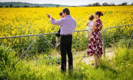 Explore Cowra’s ‘Golden Fields’ This Spring in 5 Ways!