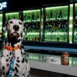 Aloft Hotels Treats Working Dogs to Free Brew on Dog Day!