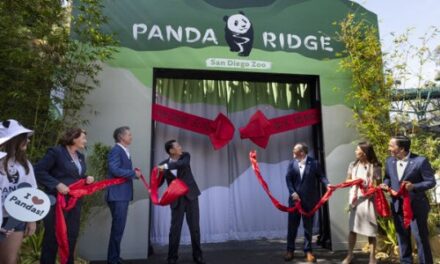 Giant Pandas Debut in Historic Day at San Diego Zoo!