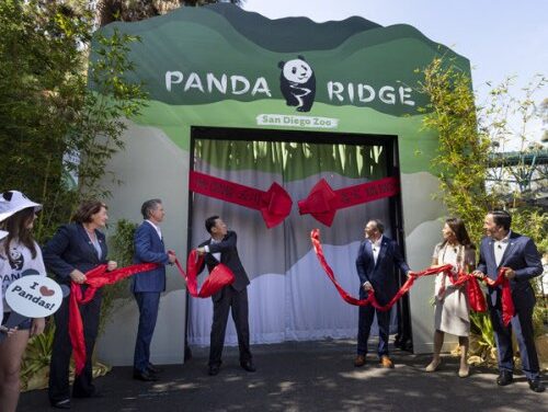 Giant Pandas Debut in Historic Day at San Diego Zoo!