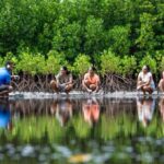 Mangrove Planting