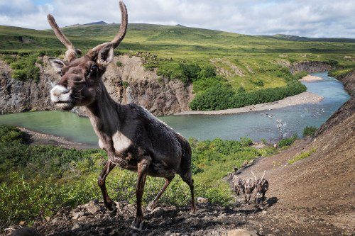 New Conservation Area Safeguards Yukon’s Porcupine Caribou