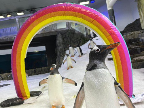 SEA LIFE Sydney Mourns Beloved Penguin’s Passing