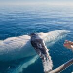 SeaLink NQ Offers Veterans Exclusive Whale Watching Tour!