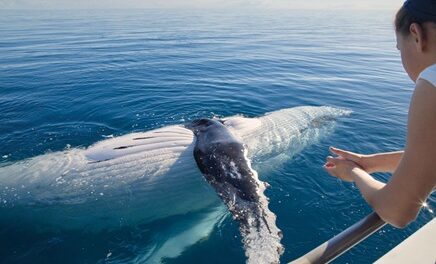 SeaLink NQ Offers Veterans Exclusive Whale Watching Tour!