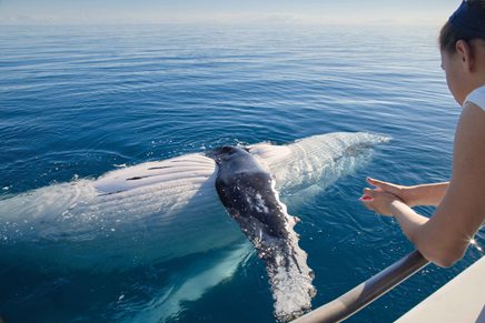 SeaLink NQ Offers Veterans Exclusive Whale Watching Tour!