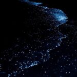 Nova Maldives: Discover Magical Bioluminescent Beaches!