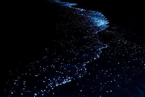 Nova Maldives: Discover Magical Bioluminescent Beaches!