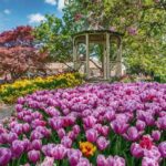 Experience Spring’s Glow at Tulip Time 2024!