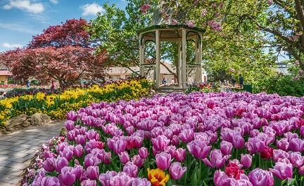 Experience Spring’s Glow at Tulip Time 2024!