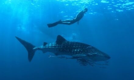 Nova Maldives Celebrates Whale Shark Day with Conservation!