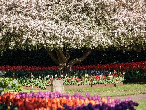 Tulip Time 2024: Family Fun Blooms in Southern Highlands!