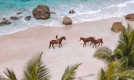 Unlock Healing at NIHI’s New Equine Retreat in Sumba