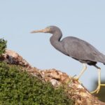 Intrepid Travel Backs NZ Reef Heron for Bird of the Year!