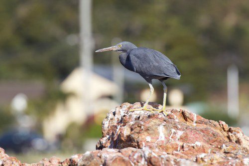 Reef Egret Luc Hoogenstein (2)