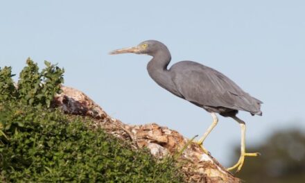 Intrepid Travel Backs NZ Reef Heron for Bird of the Year!