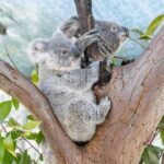 Koala Joey Named After Fox Sisters at WILD LIFE Sydney Zoo