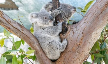 Koala Joey Named After Fox Sisters at WILD LIFE Sydney Zoo