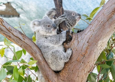 Koala Joey Named After Fox Sisters at WILD LIFE Sydney Zoo