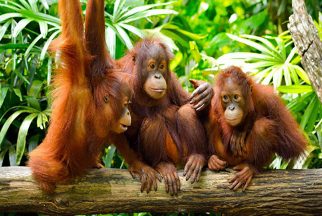Best of Borneo