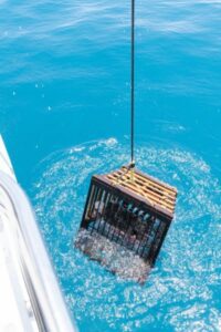 Catch a Western Rock Lobster, a unique experience only on board Luxe Island Seafood Cruise. Photo Shot by Thom