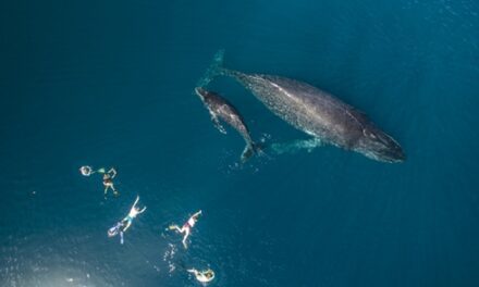 Whale Encounters 2025: Adventures for Every Traveler!