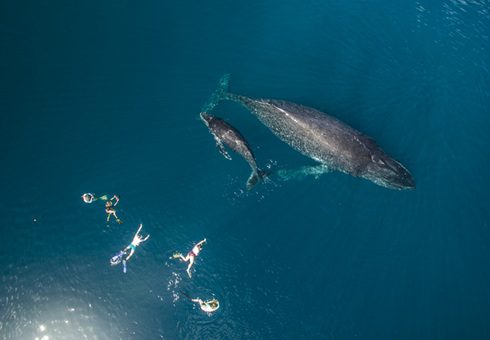 Whale Encounters 2025: Adventures for Every Traveler!