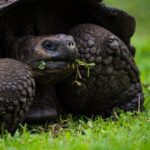 Explore Ecuador’s Galápagos: A Biodiversity Marvel with Sustainable Tourism