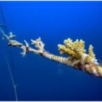 Nova Maldives Boosts Coral Restoration with Floating Nursery