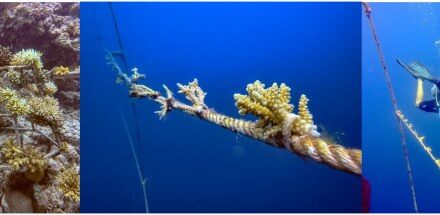 Nova Maldives Boosts Coral Restoration with Floating Nursery