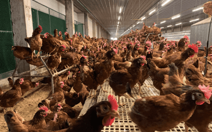 Thai Farmers Launch World’s First Egg Credit Scheme