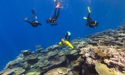 Great Barrier Reef Preps for Stunning Coral Baby Boom