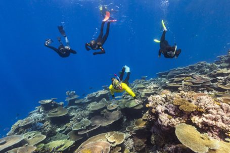 Great Barrier Reef Preps for Stunning Coral Baby Boom