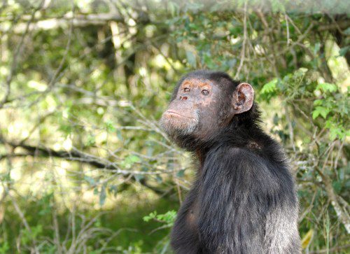 Chimp Sanctuary_shutterstock_165349658