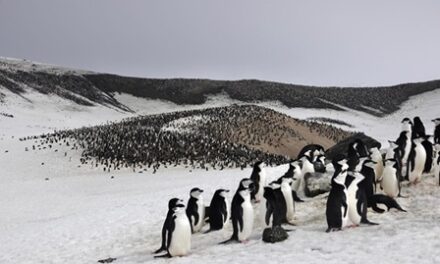 Silversea Launches 2024/25 Antarctica Cruises