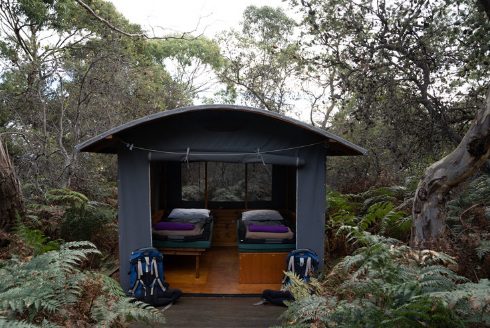 Maria Island Walk: Tasmania’s 2025 Wilderness Escape