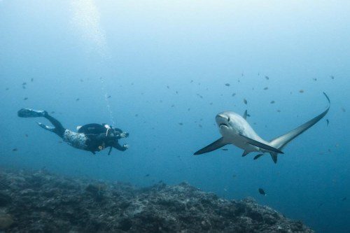 Thresher Shark with Diver, Malapascua Island, Cebu