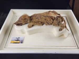 Zhur the mummified wolf pup_Yukon Territory_Beringia (1)