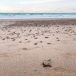 Record Turtle Hatchlings Await at Turtle Sands This Summer