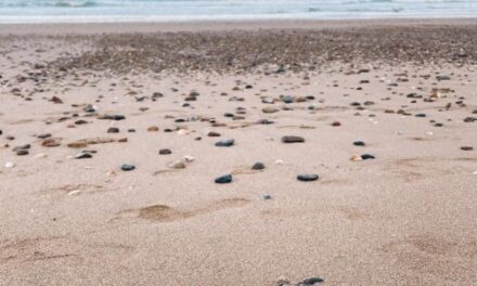 Record Turtle Hatchlings Await at Turtle Sands This Summer