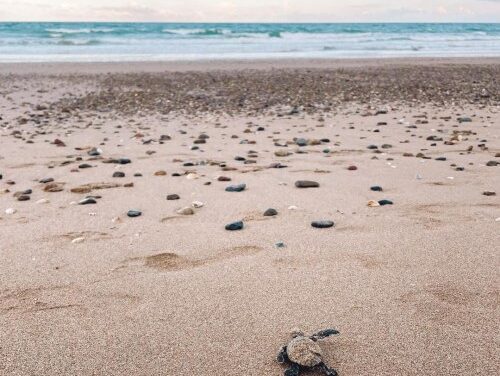 Record Turtle Hatchlings Await at Turtle Sands This Summer