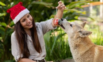 Australia Zoo Animals Celebrate Christmas Cheer!