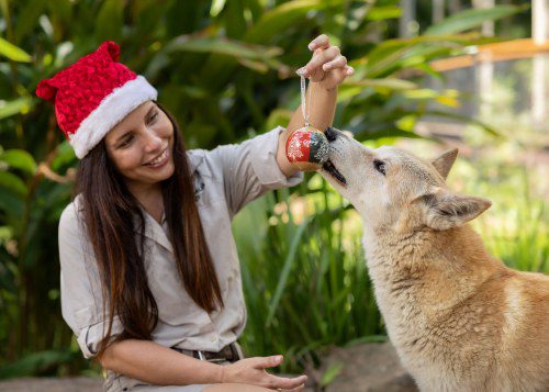 Australia Zoo Animals Celebrate Christmas Cheer!