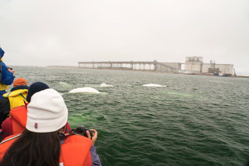 Explore Manitoba’s Unique Beluga Whale Adventures