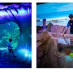 Explore Wonders at SEA LIFE Sydney Aquarium